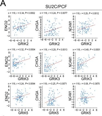 Fig.2.A showing Flow cytometry/Cell sorting from the publication: Glutamate Ionotropic Kainate Receptors as Therapeutic Targets in Enzalutamide-Resistant and Neuroendocrine Prostate Cancer.
