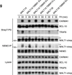 Fig.1.G showing Western Blotting from the publication: Alternative splicing of MALT1 controls signalling and activation of CD4(+) T cells.
