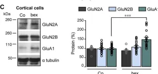 Fig.1.C showing Western Blotting in a Rattus norvegicus (Rat) sample from the publication: Sex-regulated gene dosage effect of PPARα on synaptic plasticity.