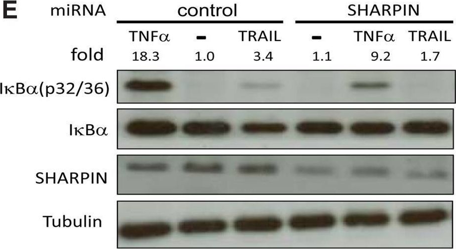 Fig.3.E showing Western Blotting from the publication: LUBAC and ABIN-1 Modulate TRAIL-Based NF-κB Induction in Human Embryonic Kidney 293 Cells.
