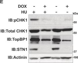 Fig.3.E showing Western Blotting in a Rattus norvegicus (Rat) sample from the publication: Conditional deletion of human STN1 leads to telomere dysfunction, genome instability and proliferation defects.