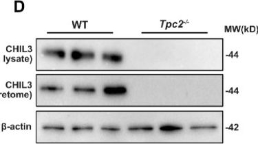 Fig.2.D showing Western Blotting from the publication: Lysosomal channel TPC2 modulates microglia-endothelial signaling in choroidal angiogenesis.