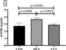 Fig.2.E showing Enzyme-linked immunosorbent assay from the publication: Luteolin Inhibits Dexamethasone-Induced Osteoporosis by Autophagy Activation Through miR-125b-5p/SIRT3/AMPK/mTOR Axis, an In&nbsp;Vitro and In&nbsp;Vivo Study.