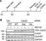 Fig.5.C showing Western Blotting in a Homo sapiens (Human) sample from the publication: Interphase APC/C-Cdc20 inhibition by cyclin A2-Cdk2 ensures efficient mitotic entry.