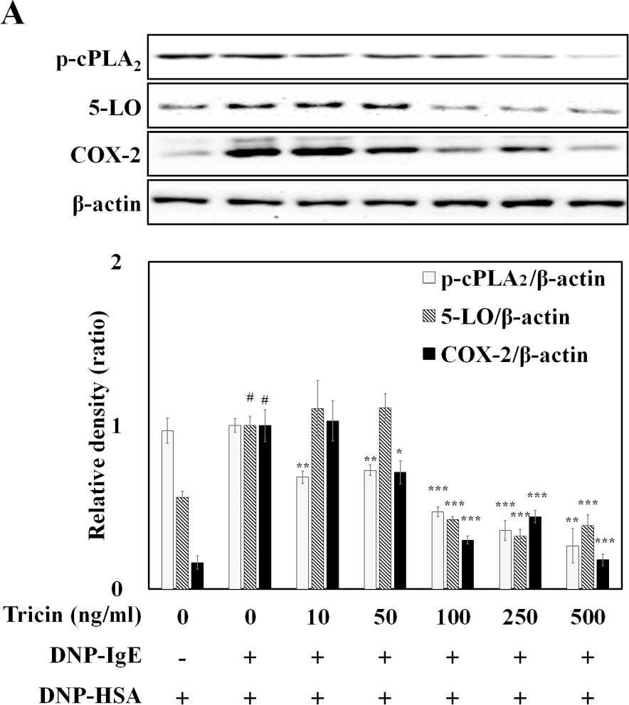 Fig.5.A showing Western Blotting in a Rattus norvegicus (Rat) sample from the publication: Tricin Isolated from Enzyme-Treated Zizania latifolia Extract Inhibits IgE-Mediated Allergic Reactions in RBL-2H3 Cells by Targeting the Lyn/Syk Pathway.
