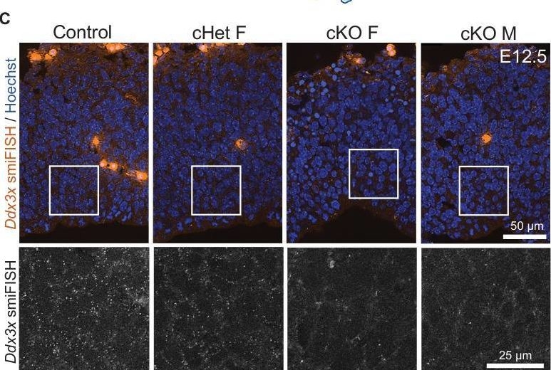 Fig.1.C showing Immunohistochemistry-immunofluorescence from the publication: Aberrant cortical development is driven by impaired cell cycle and translational control in a DDX3X syndrome model.