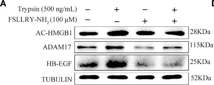 Fig.7.A showing Western Blotting in a Homo sapiens (Human) sample from the publication: The regulation and function of acetylated high-mobility group box 1 during implantation and decidualization.