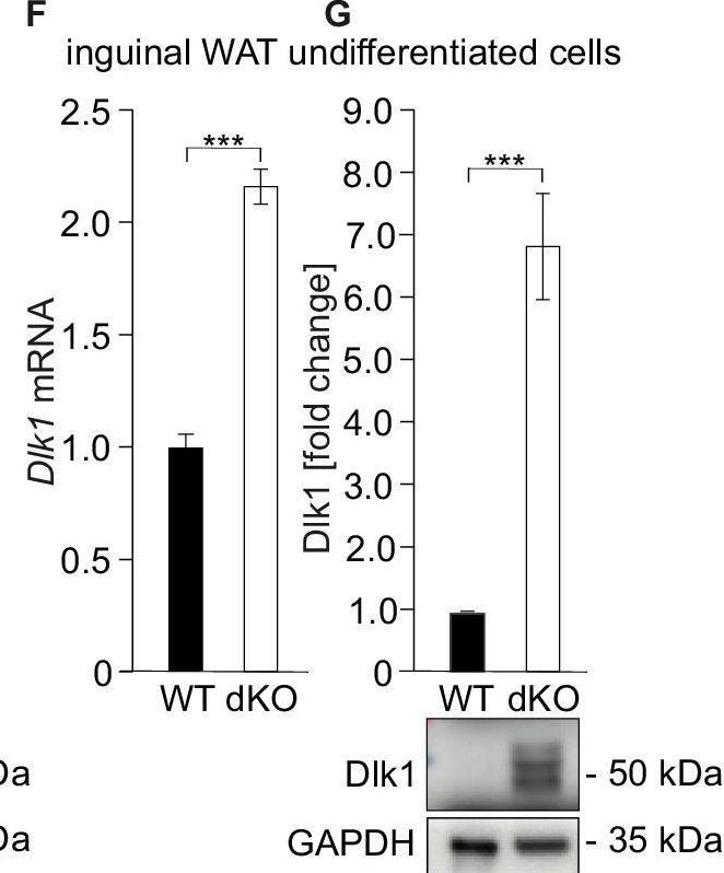 Fig.2.F showing Western Blotting in a Mus musculus (House mouse) sample from the publication: The negative adipogenesis regulator Dlk1 is transcriptionally regulated by Ifrd1 (TIS7) and translationally by its orthologue Ifrd2 (SKMc15).