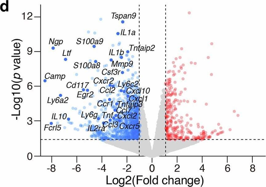 Fig.5.D showing Flow cytometry/Cell sorting in a Mus musculus (House mouse) sample from the publication: Bacterial toxins induce non-canonical migracytosis to aggravate acute inflammation.