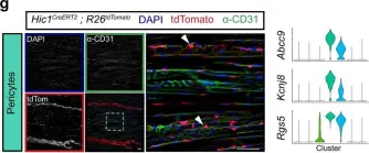 Fig.7.G showing Immunofluorescence in a Mus musculus (House mouse) sample from the publication: Cellular taxonomy of Hic1+ mesenchymal progenitor derivatives in the limb: from embryo to adult.