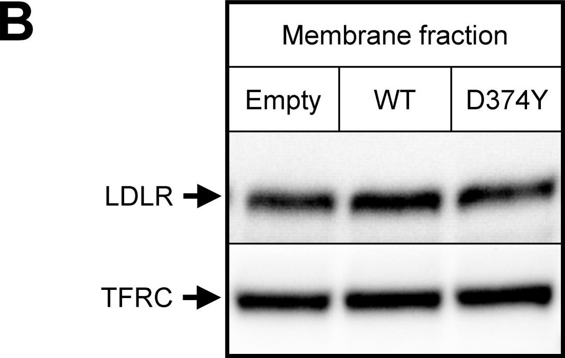 Degradation of the LDL receptors by PCSK9 is not mediated by a secreted protein acted upon by PCSK9 extracellularly.
