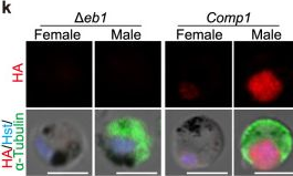 Fig.1.K showing Immunocytochemistry-immunofluorescence from the publication: EB1 decoration of microtubule lattice facilitates spindle-kinetochore lateral attachment in Plasmodium male gametogenesis.