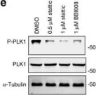 Fig.4.E showing Western Blotting in a Homo sapiens (Human) sample from the publication: Stat3 regulates centrosome clustering in cancer cells via Stathmin/PLK1.