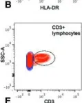 Fig.2.B showing Flow cytometry/Cell sorting from the publication: Functional characterisation of human pulmonary monocyte-like cells in lipopolysaccharide-mediated acute lung inflammation.