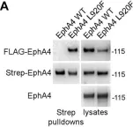 Fig.4.A showing Western Blotting in a Homo sapiens (Human) sample from the publication: A cancer mutation promotes EphA4 oligomerization and signaling by altering the conformation of the SAM domain.
