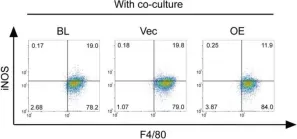 Fig.5.E showing Flow cytometry/Cell sorting in a Mus musculus (House mouse) sample from the publication: Macrophage MSR1 promotes BMSC osteogenic differentiation and M2-like polarization by activating PI3K/AKT/GSK3β/β-catenin pathway.
