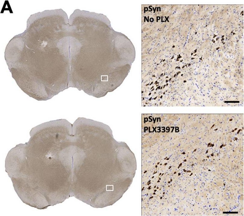 Fig.3.A showing Immunohistochemistry in a Rattus norvegicus (Rat) sample from the publication: Alpha-synuclein inclusion responsive microglia are resistant to CSF1R inhibition.