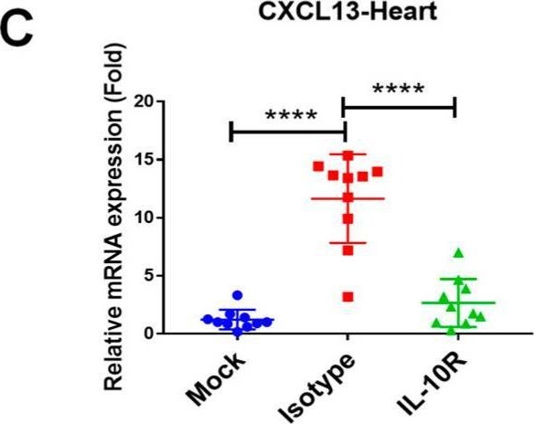 Fig.3.C showing Enzyme-linked immunosorbent assay in a Mus musculus (House mouse) sample from the publication: IL-10 Promotes CXCL13 Expression in Macrophages Following Foot-and-Mouth Disease Virus Infection.