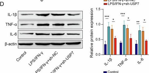 Fig.4.D showing Western Blotting in a Mus musculus (House mouse) sample from the publication: Ubiquitin-specific protease 7 regulates macrophage polarization via pyruvate kinase M2-mediated metabolic reprogramming in severe acute pancreatitis.