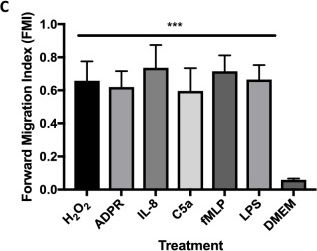 Fig.2.C from the publication: TRPM2 ion channels steer neutrophils towards a source of hydrogen peroxide.