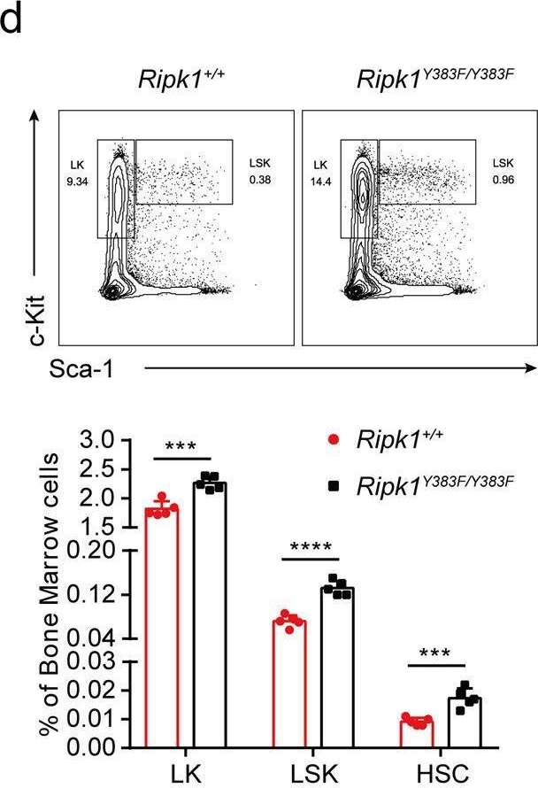 Fig.5.D showing Flow cytometry/Cell sorting in a Mus musculus (House mouse) sample from the publication: Tyrosine phosphorylation regulates RIPK1 activity to limit cell death and inflammation.