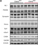 Fig.3.D showing Western Blotting from the publication: Distinct neurexin-cerebellin complexes control AMPA- and NMDA-receptor responses in a circuit-dependent manner.