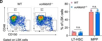 Fig.1.D showing Flow cytometry/Cell sorting in a Mus musculus (House mouse) sample from the publication: ALKBH5 modulates hematopoietic stem and progenitor cell energy metabolism through m6A modification-mediated RNA stability control.