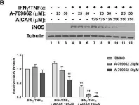 Fig.7.B showing Western Blotting in a Mus musculus (House mouse) sample from the publication: The AMPK agonist 5-aminoimidazole-4-carboxamide ribonucleotide (AICAR), but not metformin, prevents inflammation-associated cachectic muscle wasting.