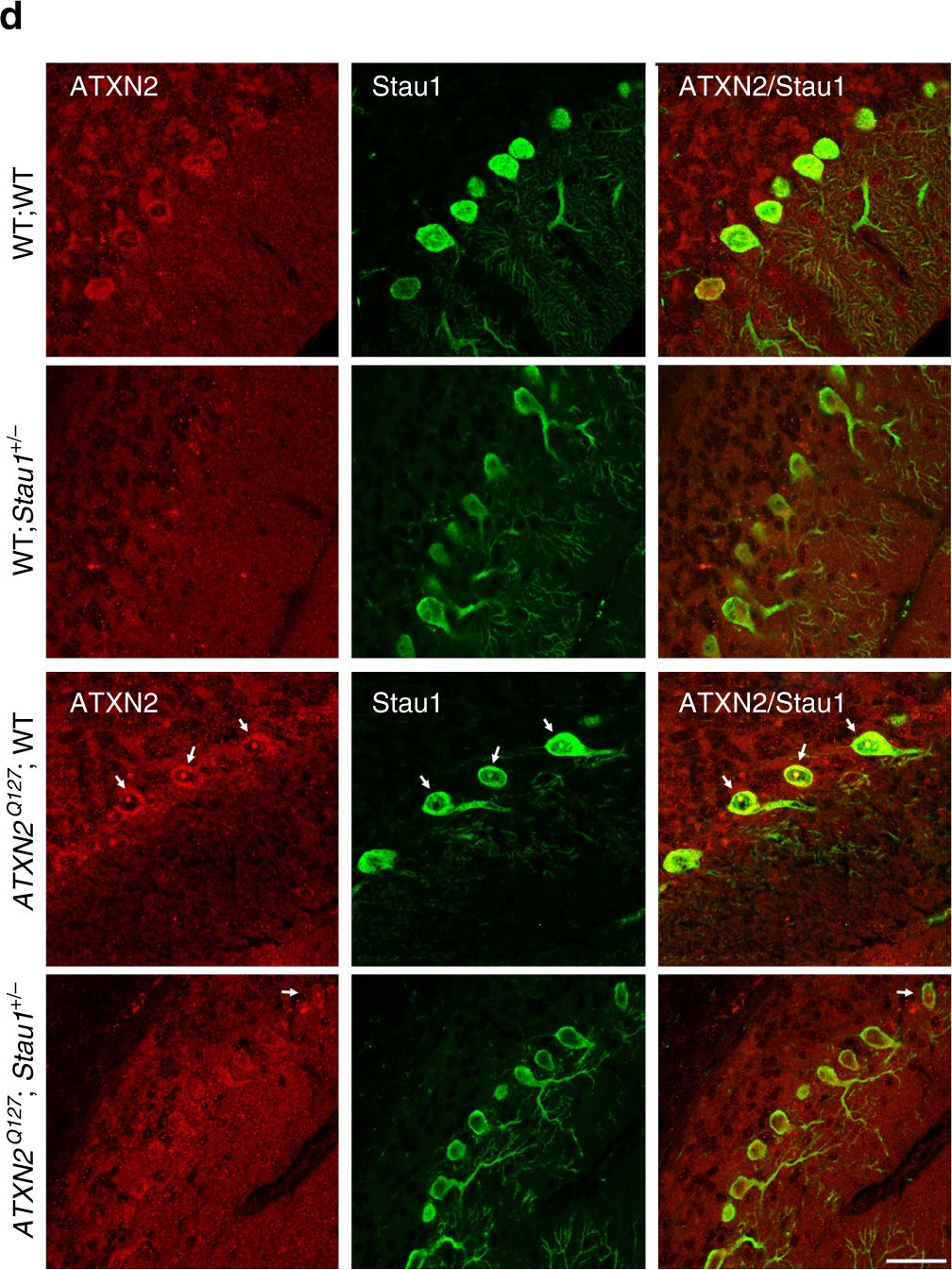 Fig.7.D showing Immunofluorescence in a Mus musculus (House mouse) sample from the publication: Staufen1 links RNA stress granules and autophagy in a model of neurodegeneration.