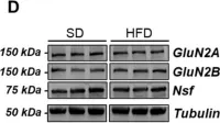 Fig.6.D showing Western Blotting from the publication: High-Fat Diet Leads to Reduced Protein O-GlcNAcylation and Mitochondrial Defects Promoting the Development of Alzheimer's Disease Signatures.