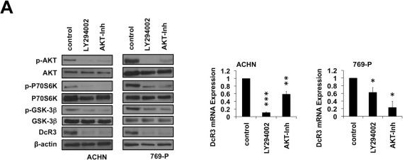 DCR3 antibodies - Antibody search engine - CiteAb