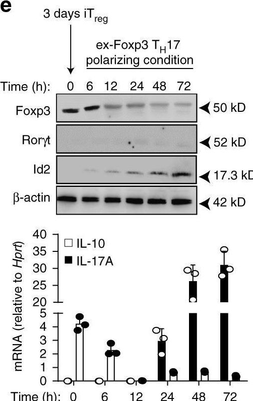 Fig.1.E showing Western Blotting in a Mus musculus (House mouse) sample from the publication: Inflammation-induced Id2 promotes plasticity in regulatory T cells.