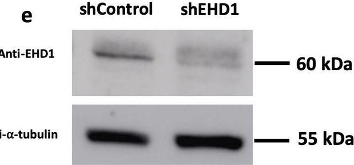 Fig.4.E showing Western Blotting from the publication: Rab35 and its effectors promote formation of tunneling nanotubes in neuronal cells.