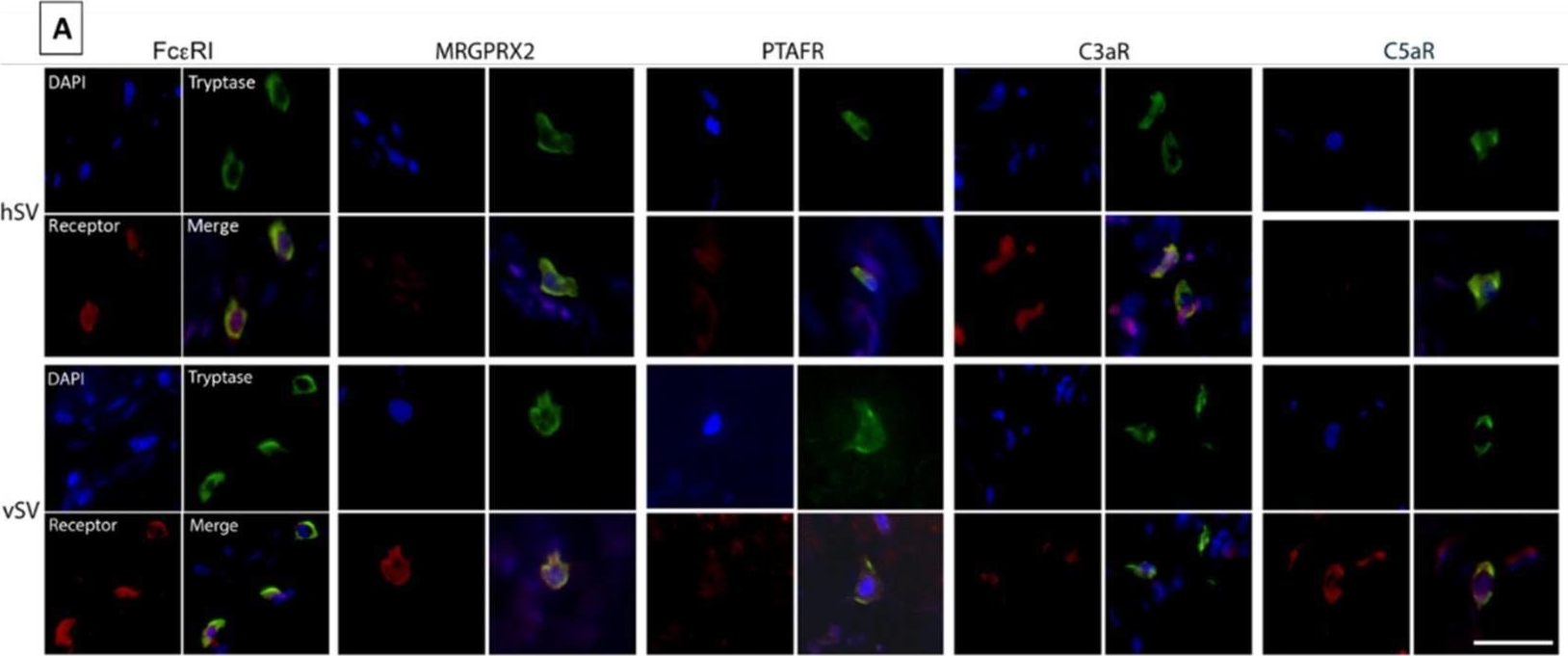 Fig.3.A showing Immunocytochemistry-immunofluorescence from the publication: Characterization of Mast Cells from Healthy and Varicose Human Saphenous Vein.