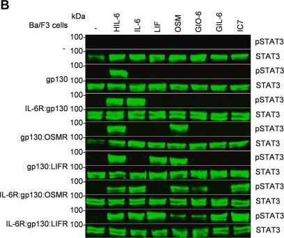 Fig.2.B from the publication: Engineered interleukin-6-derived cytokines recruit artificial receptor complexes and disclose CNTF signaling via the OSMR.