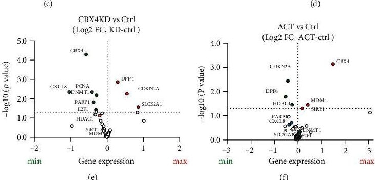 Fig.5.C showing Flow cytometry/Cell sorting in a Homo sapiens (Human) sample from the publication: CBX4 Regulates Replicative Senescence of WI-38 Fibroblasts.