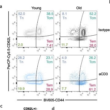 Fig.3.A showing Flow cytometry/Cell sorting from the publication: In vivo labeling reveals that degranulation is increased under supraphysiological TCR stimulation, but not infection, in CD8+ T cells from old mice.