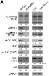 Fig.5.A showing Western Blotting in a Homo sapiens (Human) sample from the publication: Blockage of O-linked GlcNAcylation induces AMPK-dependent autophagy in bladder cancer cells.