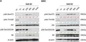 Fig.3.A showing Western Blotting from the publication: The effects of PI3K-mediated signalling on glioblastoma cell behaviour.