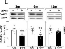 Fig.2.L showing Western Blotting from the publication: Development of Insulin and Leptin Resistance in the Mouse Brainstem with Age.