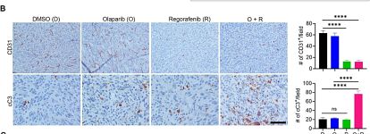 CD31 Antibody (PECAM-1) (D8V9E) XP® Rabbit mAb | Cell Signaling