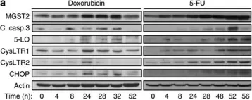Fig.9.A showing Western Blotting in a Homo sapiens (Human) sample from the publication: Leukotriene C4 is the major trigger of stress-induced oxidative DNA damage.