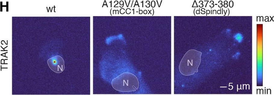 Fig.1.H showing Immunocytochemistry-immunofluorescence from the publication: A molecular switch for coordinating kinesin and dynein transport of mitochondrial cargo.