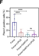 Fig.6.F from the publication: Low-intensity pulsed ultrasound promotes the osteogenesis of mechanical force-treated periodontal ligament cells via Piezo1.
