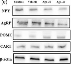 Fig.6.E showing Western Blotting in a Rattus norvegicus (Rat) sample from the publication: The role of agomelatine in appetite regulation and body weight in rats.