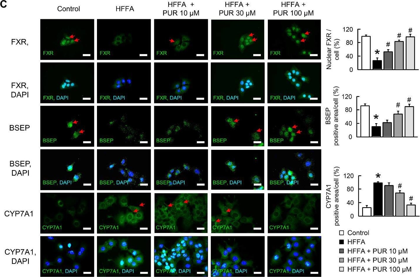 Fig.1.C showing Immunocytochemistry-immunofluorescence in a Mus musculus (House mouse) sample from the publication: Puerarin Modulates Hepatic Farnesoid X Receptor and Gut Microbiota in High-Fat Diet-Induced Obese Mice.