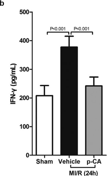 Fig.5.B showing Enzyme-linked immunosorbent assay from the publication: p-Coumaric acid regulates macrophage polarization in myocardial ischemia/reperfusion by promoting the expression of indoleamine 2, 3-dioxygenase.
