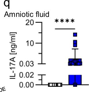 Fig.1.Q showing Enzyme-linked immunosorbent assay from the publication: Embryo-restricted responses to maternal IL-17A promote neurodevelopmental disorders in mouse offspring.