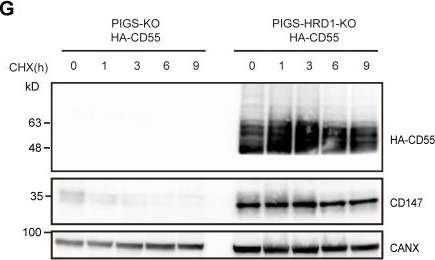Fig.3.G showing Western Blotting in a Toxoplasma gondii sample from the publication: Accumulated precursors of specific GPI-anchored proteins upregulate GPI biosynthesis with ARV1.