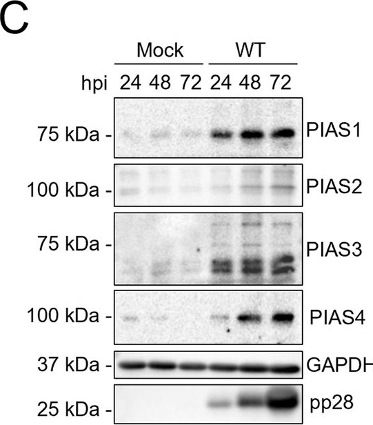 Fig.3.C showing Western Blotting in a Homo sapiens (Human) sample from the publication: A UL26-PIAS1 complex antagonizes anti-viral gene expression during Human Cytomegalovirus infection.